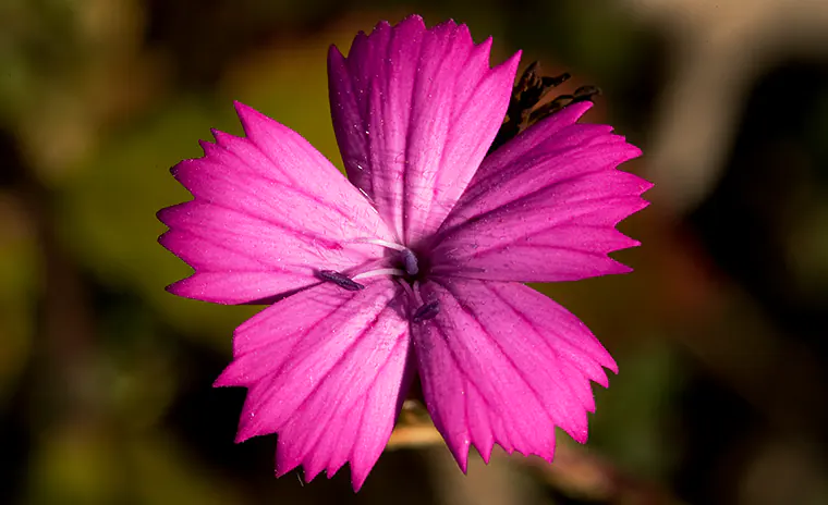 Macrofotografia: cos’è e come iniziare