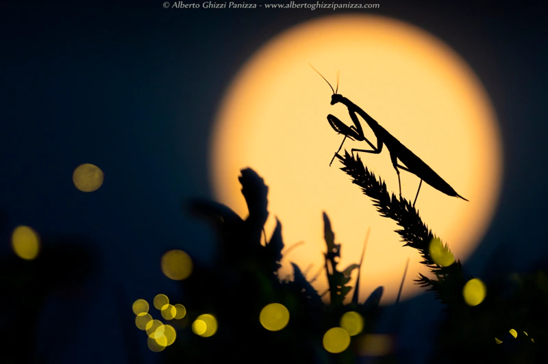 credit: Alberto Ghizzi Panizza - https://www.albertoghizzipanizza.com/
